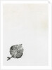 Leaf {Fay-erie Dust}, 2014 by Bella Larsson