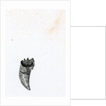 Tooth {Fay-erie Dust}, 2014 by Bella Larsson