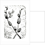 Sleeping Pussy Willow, 2014 by Bella Larsson