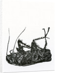 Dead Cockroach, 2014, by Bella Larsson