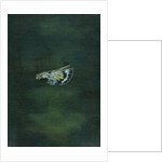 Moth Wing, 2014 by Bella Larsson