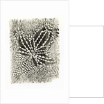 Ivy, 2014, by Bella Larsson