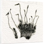 Budding Moss, 2014 by Bella Larsson