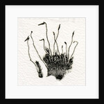 Budding Moss, 2014 by Bella Larsson