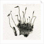 Budding Moss, 2014 by Bella Larsson