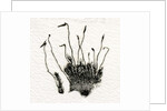 Budding Moss, 2014 by Bella Larsson
