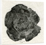 Pine Rose, 2014 by Bella Larsson