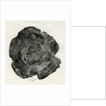 Pine Rose, 2014 by Bella Larsson