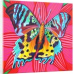 Sunset Moth, 2014 by Jane Tattersfield