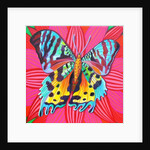 Sunset Moth, 2014 by Jane Tattersfield