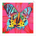 Sunset Moth, 2014 by Jane Tattersfield