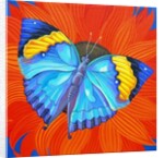 Indian Leaf Butterfly, 2014 by Jane Tattersfield