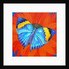Indian Leaf Butterfly, 2014 by Jane Tattersfield
