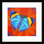 Indian Leaf Butterfly, 2014 by Jane Tattersfield
