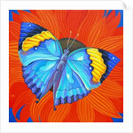 Indian Leaf Butterfly, 2014 by Jane Tattersfield