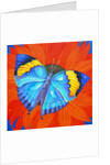 Indian Leaf Butterfly, 2014 by Jane Tattersfield