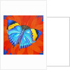 Indian Leaf Butterfly, 2014 by Jane Tattersfield