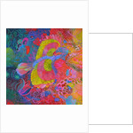 Flying Indian roller bird, 2013 by Jane Tattersfield