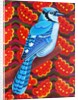 Blue Jay, 2016 by Jane Tattersfield
