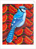 Blue Jay, 2016 by Jane Tattersfield