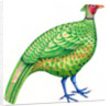 Pheasant, 1996 by Jane Tattersfield