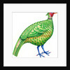Pheasant, 1996 by Jane Tattersfield