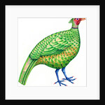 Pheasant, 1996 by Jane Tattersfield