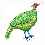 Pheasant, 1996 by Jane Tattersfield