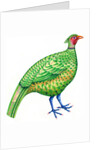 Pheasant, 1996 by Jane Tattersfield