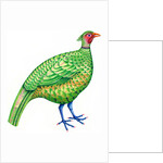 Pheasant, 1996 by Jane Tattersfield
