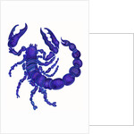 Scorpio, 1996 by Jane Tattersfield