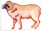 Aries the Ram, 1996 by Jane Tattersfield