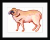Aries the Ram, 1996 by Jane Tattersfield