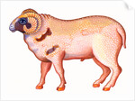 Aries the Ram, 1996 by Jane Tattersfield