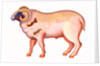 Aries the Ram, 1996 by Jane Tattersfield