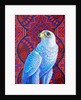 Grey falcon, 2017 by Jane Tattersfield