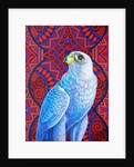 Grey falcon, 2017 by Jane Tattersfield