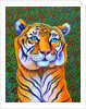 Tiger, 2018 by Jane Tattersfield