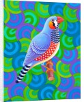 Zebra finch, 2023 by Jane Tattersfield