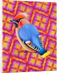 Waxwing, 2023 by Jane Tattersfield