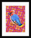 Waxwing, 2023 by Jane Tattersfield