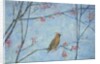 Waxwing by Ruth Addinall