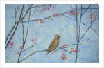 Waxwing by Ruth Addinall