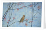 Waxwing by Ruth Addinall