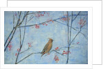 Waxwing by Ruth Addinall