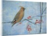 Waxwing by Ruth Addinall