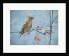 Waxwing by Ruth Addinall