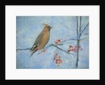 Waxwing by Ruth Addinall