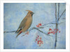 Waxwing by Ruth Addinall