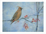 Waxwing by Ruth Addinall